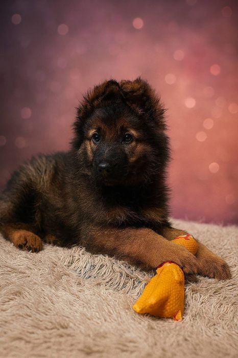 Szczeniak w typie Owczarek Niemiecki ,szuka domu.