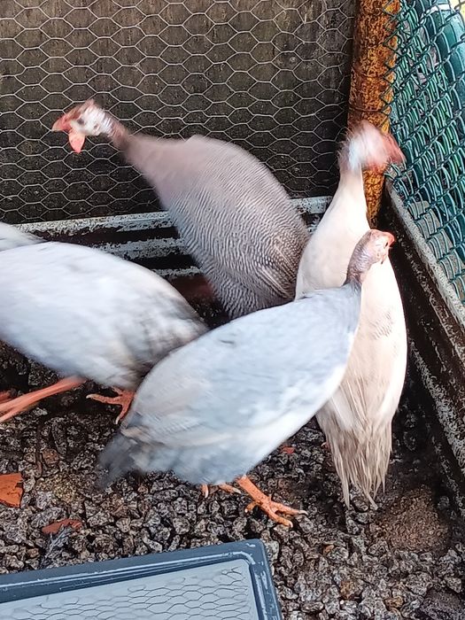 Galinhas angola (fracas)