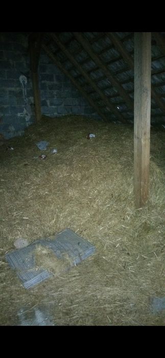 Oddam słomę siano luzem