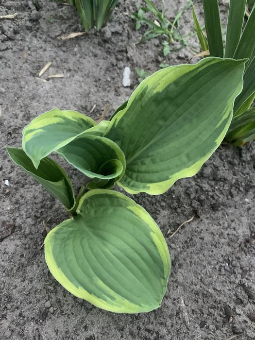 Хоста 6 сортів різного розміру