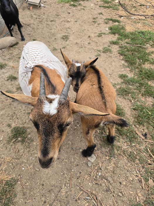 Cabras Anãs Adoráveis – Carinhosas e Bem Socializadas