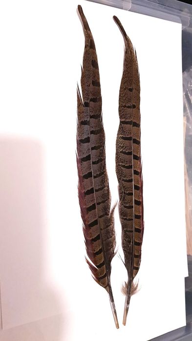 Ozdoba Kapelusza Myśliwskiego 2 pióra z ogona Bażanta naturalne 33cm