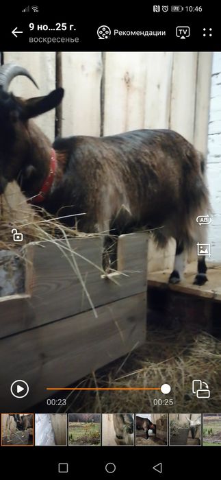 Коза не кітна 1000 грн