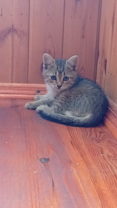 Отдам котенка бесплатно в хорошие руки