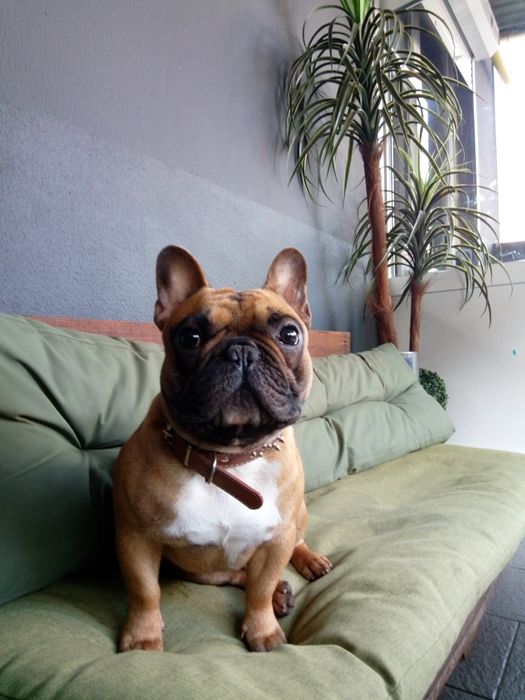 Французький Бульдог хлопчик з родоводом