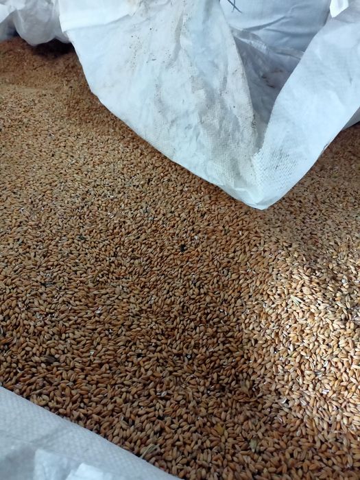 Pszenżyto ozime żniwa 2025