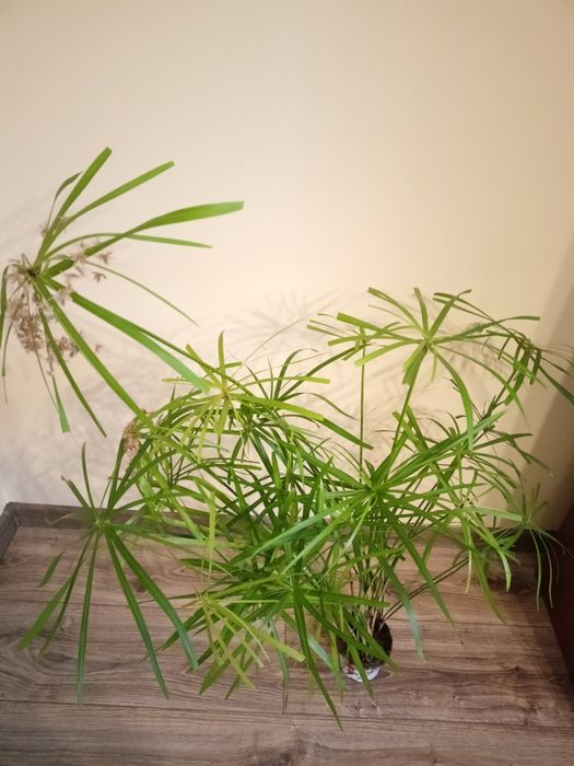 Papirus Cibora -kwitnący -sadzonka 100 cm -kwiat doniczkowy