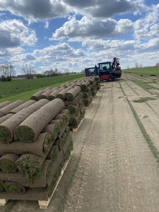 Premium trawa w rolce- producent