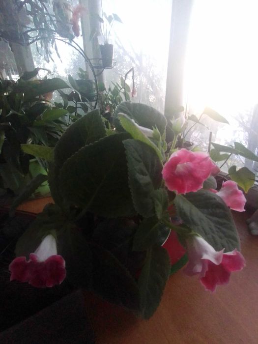 Глоксиния розового цвета