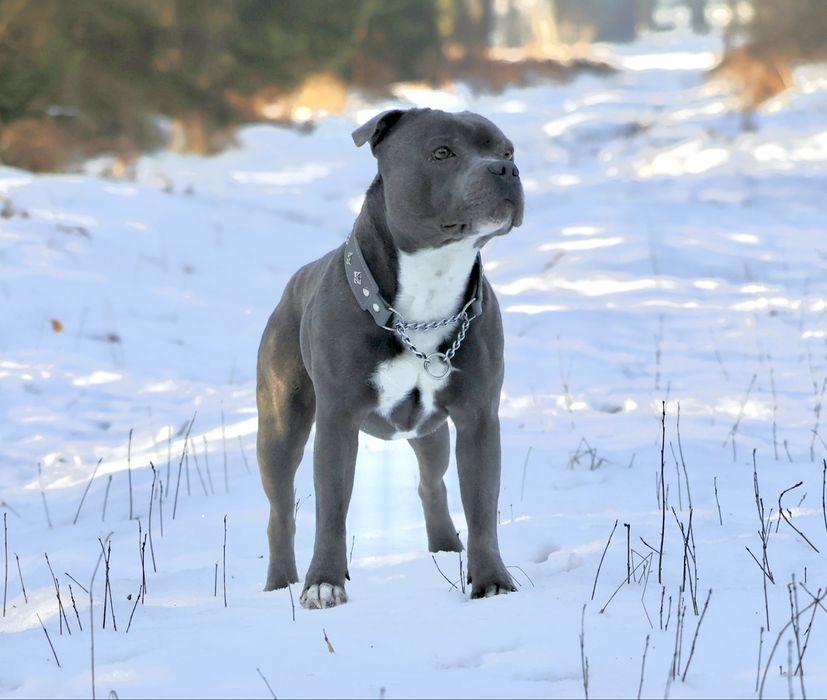 Reproduktor, staffordshire bull terrier, staffik, stafik