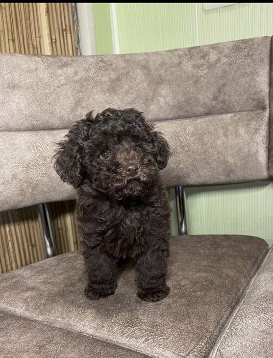 Той пудель дівчинка