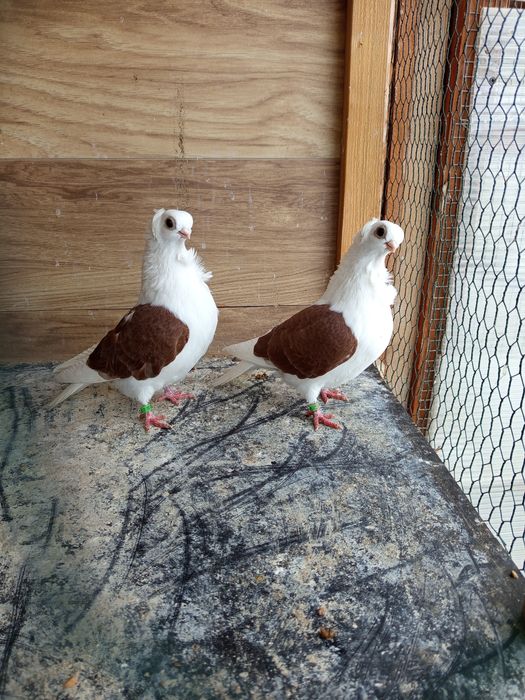 Gołębie ozdobne mewka polska