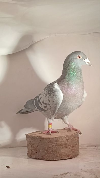 Młode gołebie pocztowe