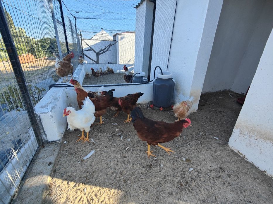 Galos híbridos prontos para reproduzir