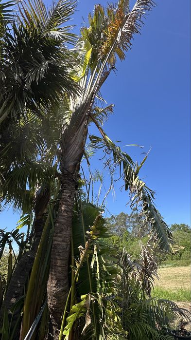 Ravenala madagascariensis* árvore-do-viajante* - Exemplares