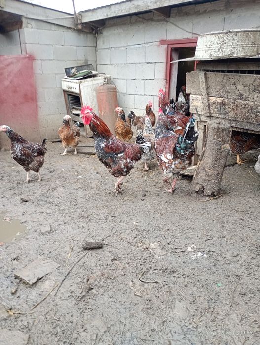 Продам півні молоді