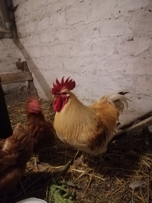 Продам півня породи ломан браун