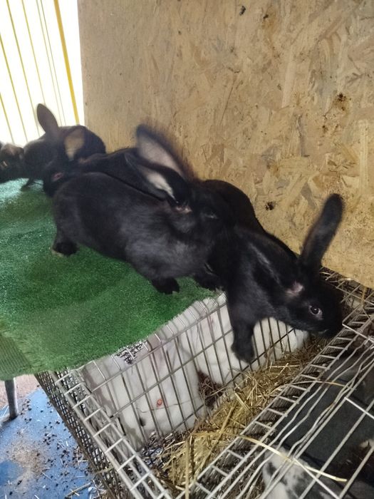 Coelhos cruzados Gigantes borboleta pretos