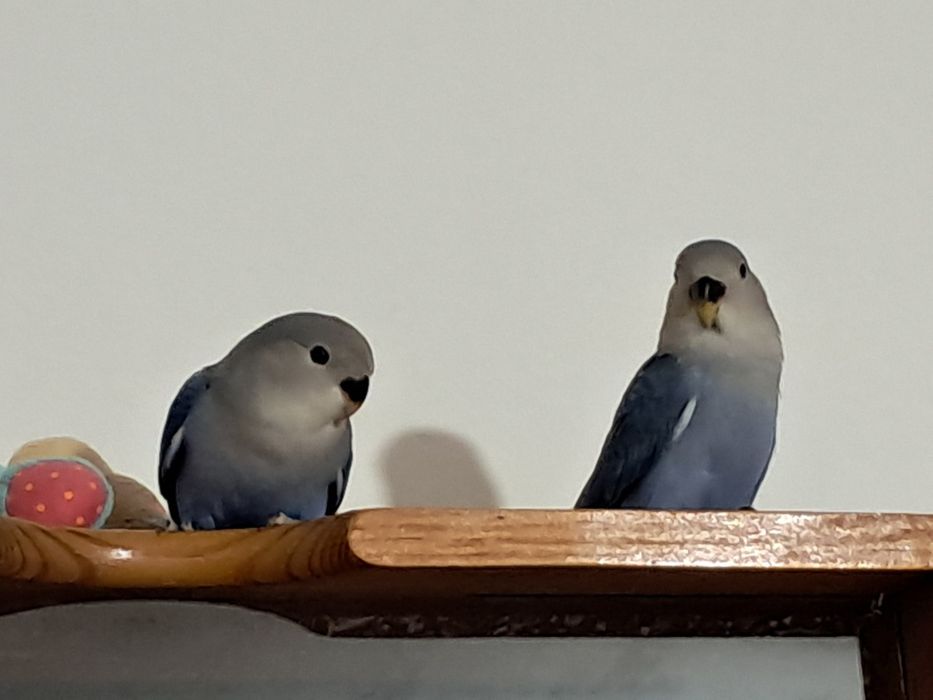Casal agapornis roseicollis 2026