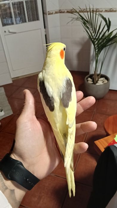 Desde 50€Aves domesticadas,caturras,loris,papagaios etc...