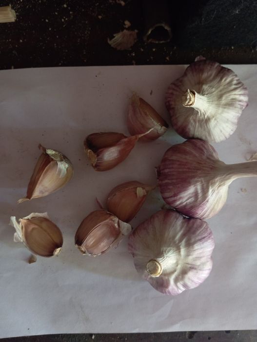 Продам чеснок любаша