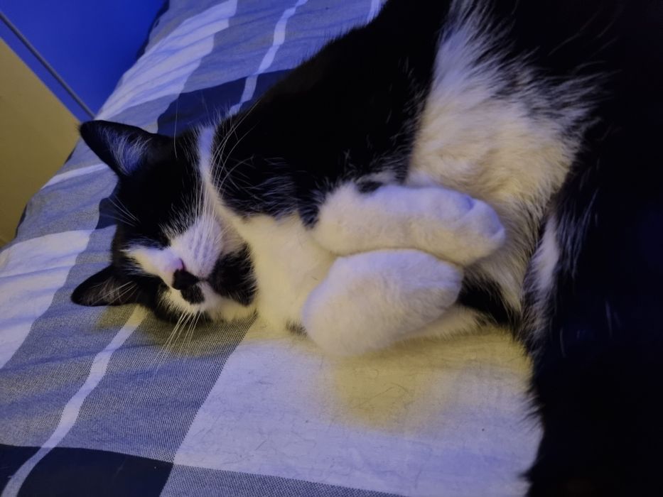 Niepełnosprawna Borówka szuka domu