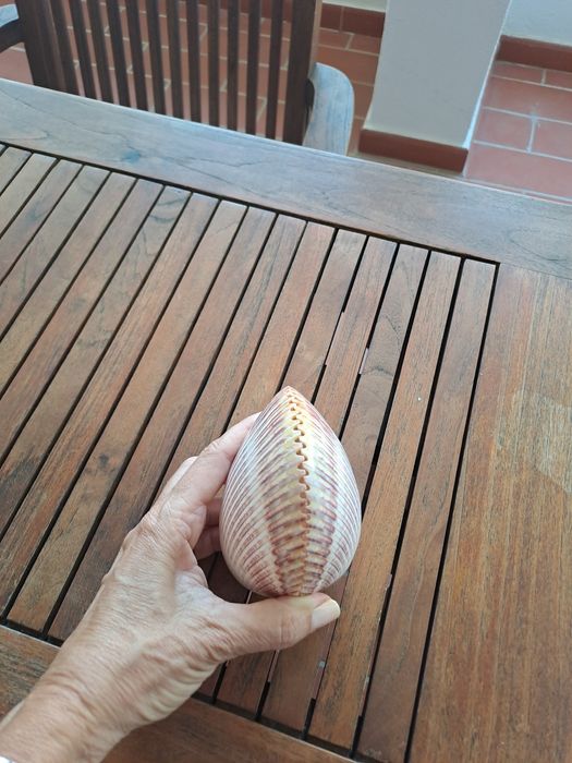 Decoração - concha grande fechada