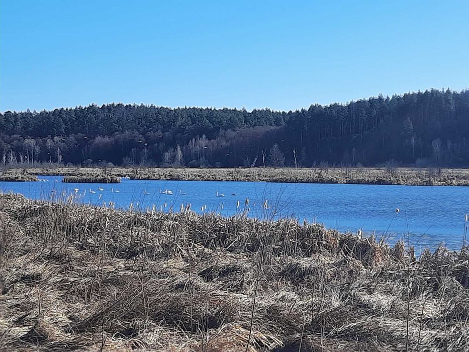 Синяк, 6 га, ОСГ.  Поруч річка Ірпінь