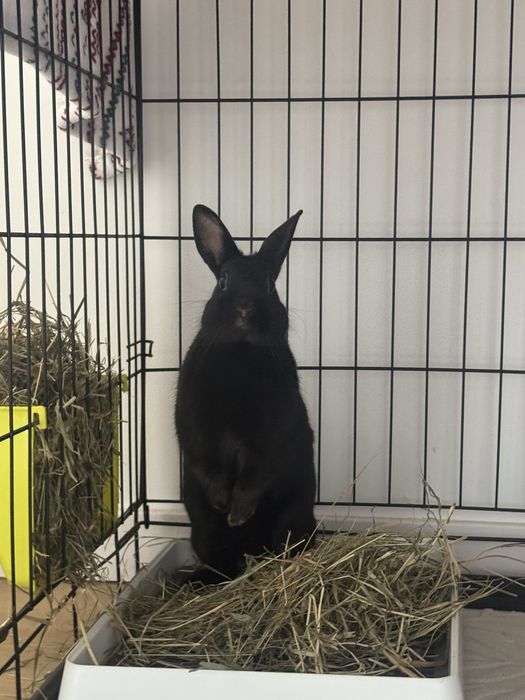 Królik do adopcji
