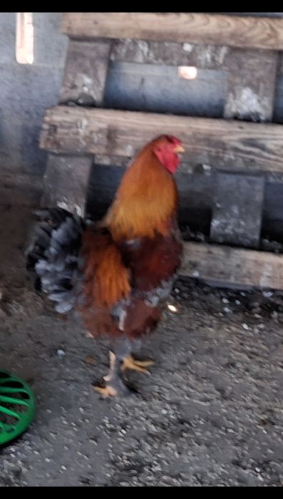 Vende-se galo Brahma
