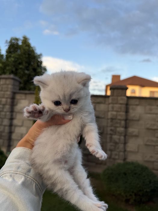 Шотландські котенята 3 шт.