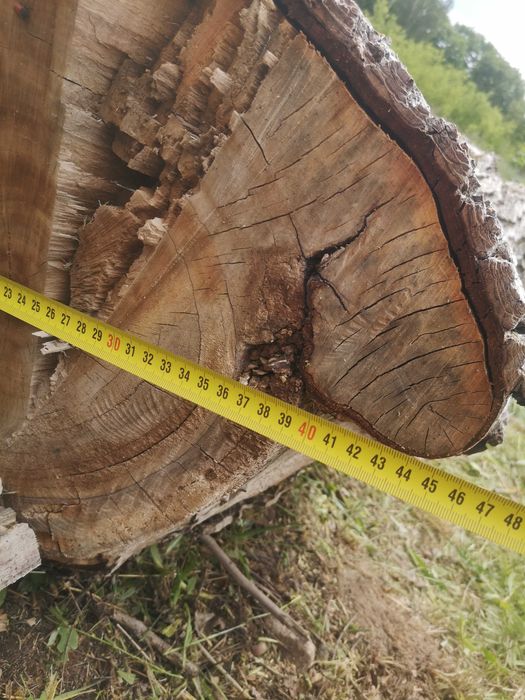 Drzewo orzech włoski na deski 2 szt