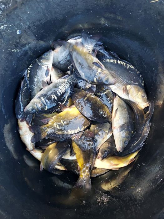 Karp, narybek, kroczek