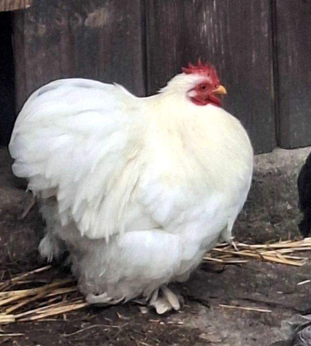 Kochin karzełek biały, kochiny