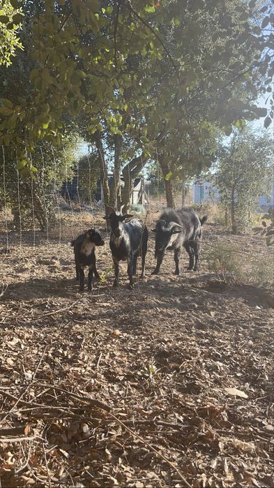 Cabra Anã + Cabrito
