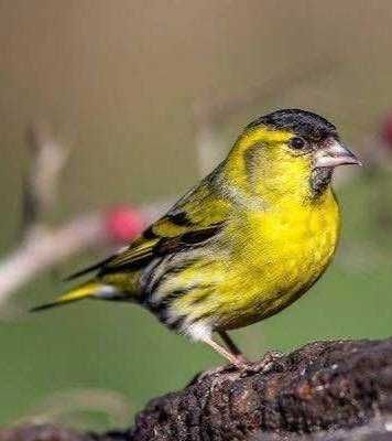 Aves anilhadas  2025/2026 (outras aves)