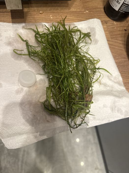 Rośliny z przycinki Rośliny Akwariowe Akwarium