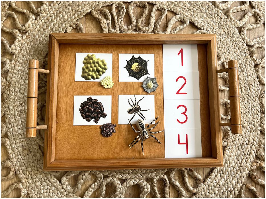 Ciclo de Vida - Aranha - Montessori