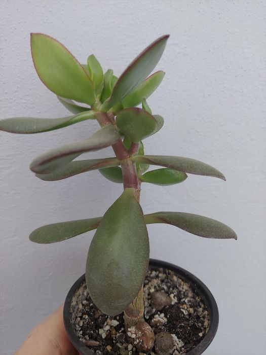 Crassula, денежное дерево