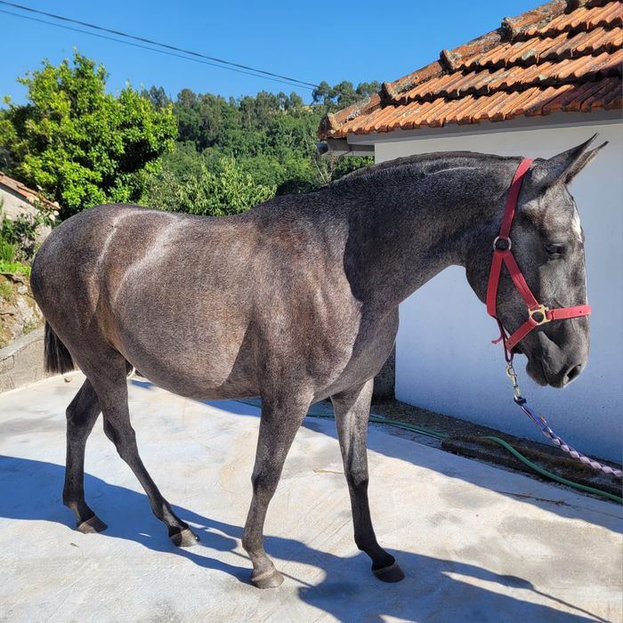 Poldra Lusitana.