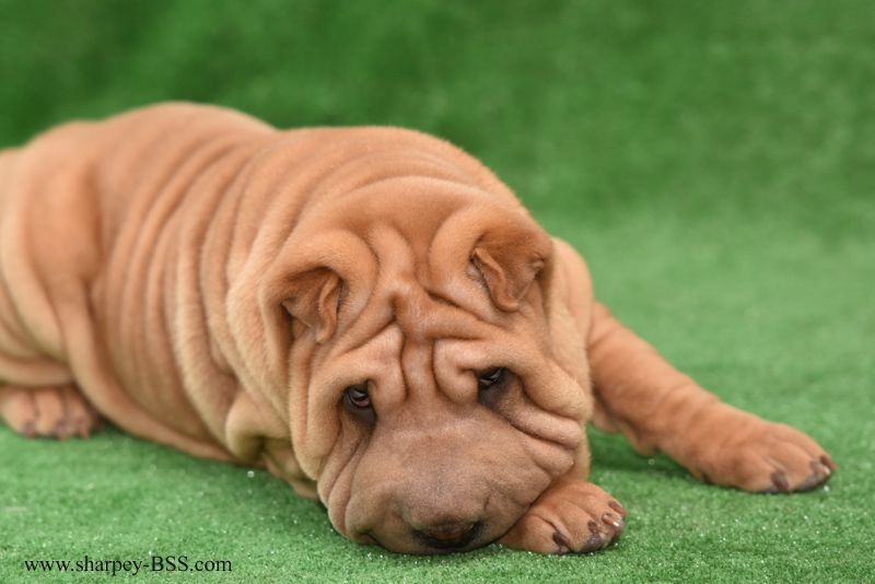 Шарпей, девочка хорс (вид шерсти)