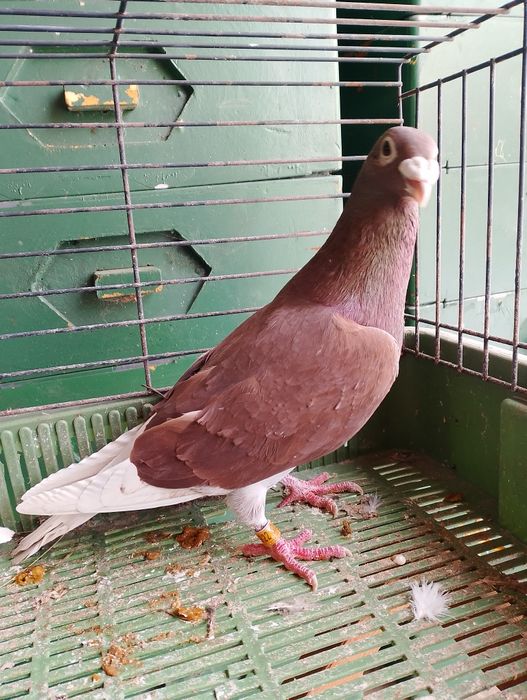 Sprzedam gołębie pocztowe para parzysta