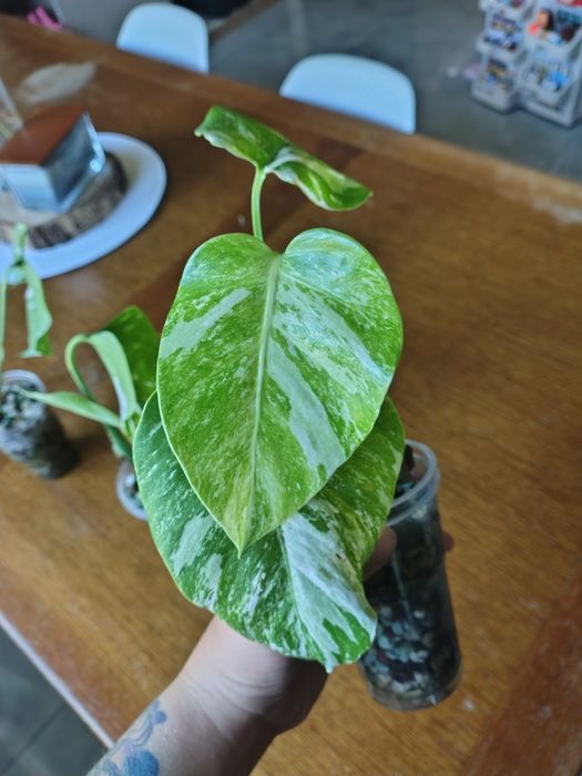 Monstera Variegata pędówka/szczytówka gotowa roślina