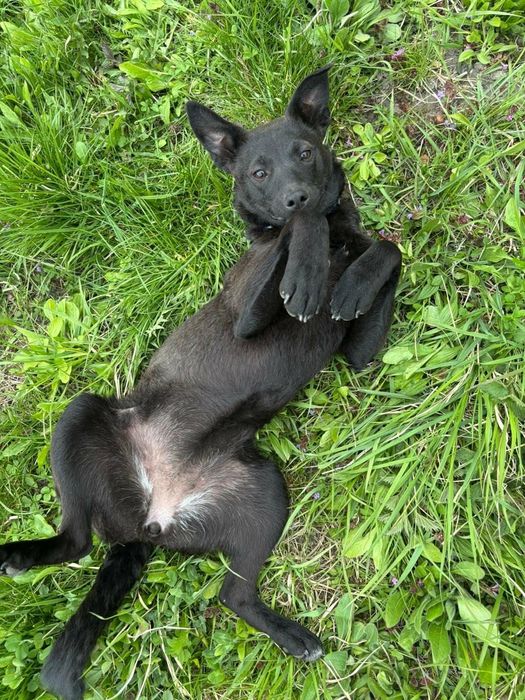 Lulu - chodząca słodycz czeka na dom