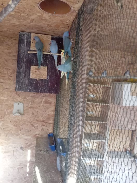 Aleksandrety obroża