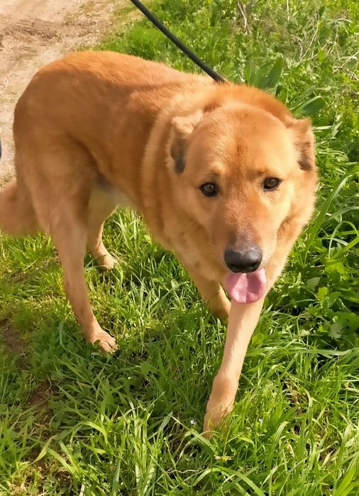 Benny - cão grande para adoção