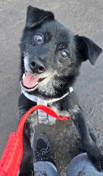 SZCZEPANEK szuka domku