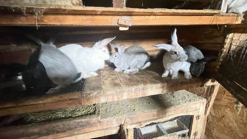 Крол на племя. Кролики  1.5 - 2 месяца и старше.