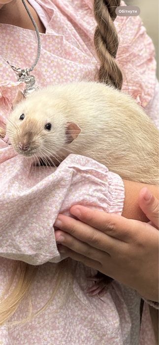 Відам домашнього щура в добрі руки