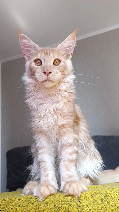 Котик породы Мейн Кун